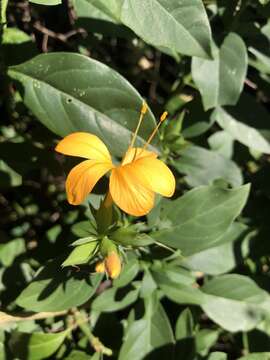 صورة Barleria prionitis subsp. delagoensis (Obermeyer) R. K. Brummitt & J. R. I. Wood