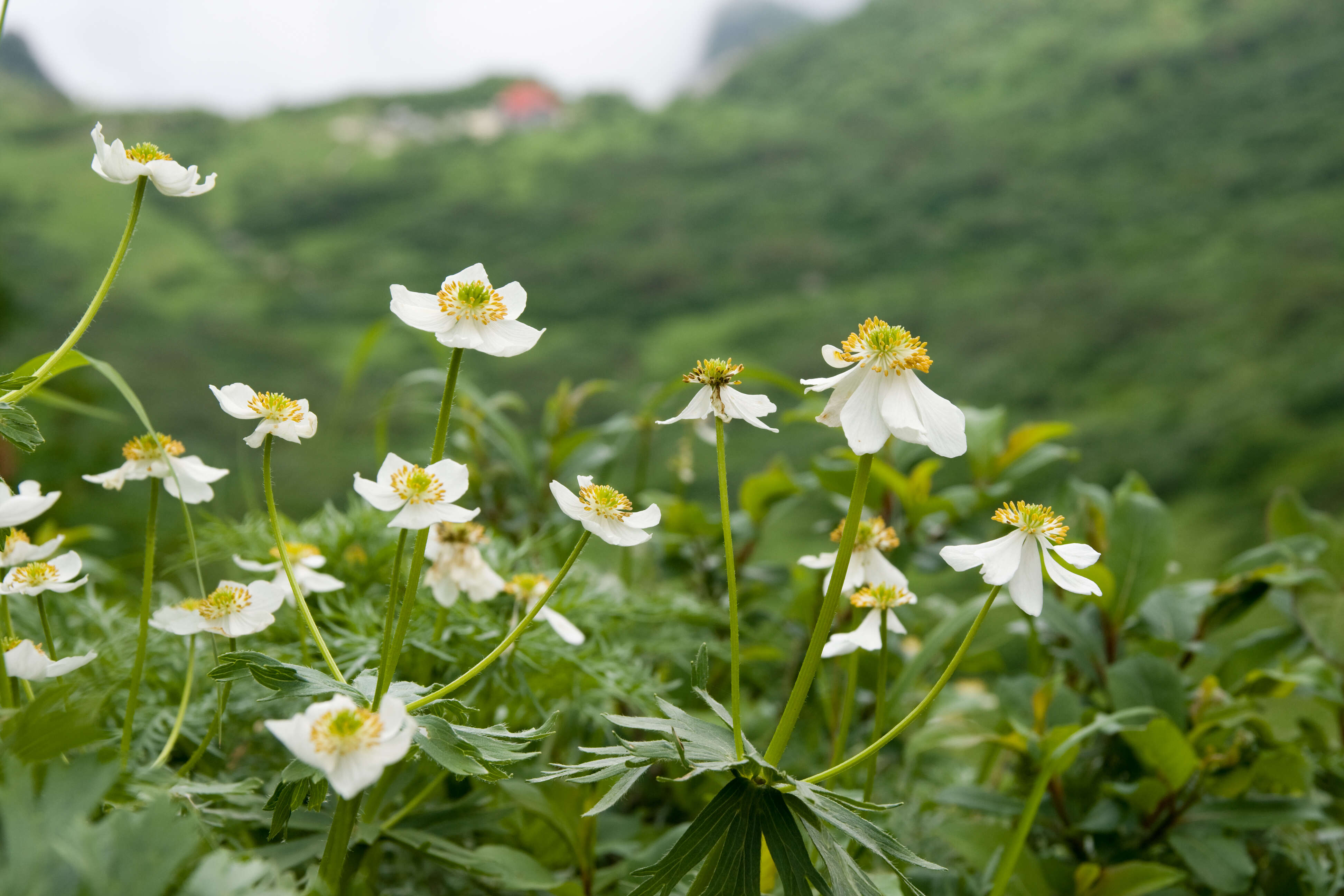 Imagem de Anemonastrum narcissiflorum subsp. narcissiflorum