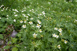 Imagem de Anemonastrum narcissiflorum subsp. narcissiflorum