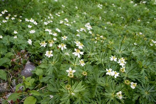 Imagem de Anemonastrum narcissiflorum subsp. narcissiflorum