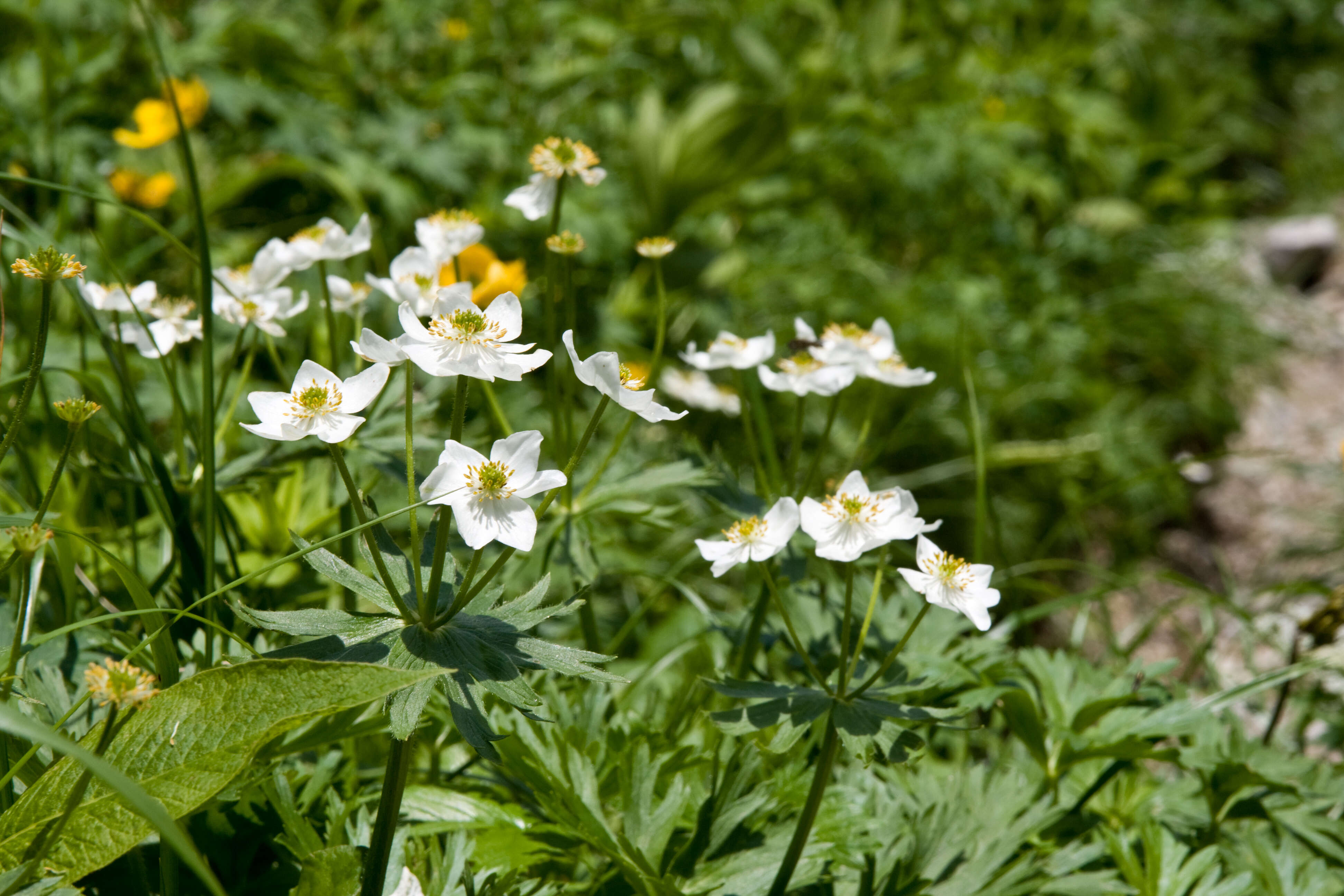 Imagem de Anemonastrum narcissiflorum subsp. narcissiflorum