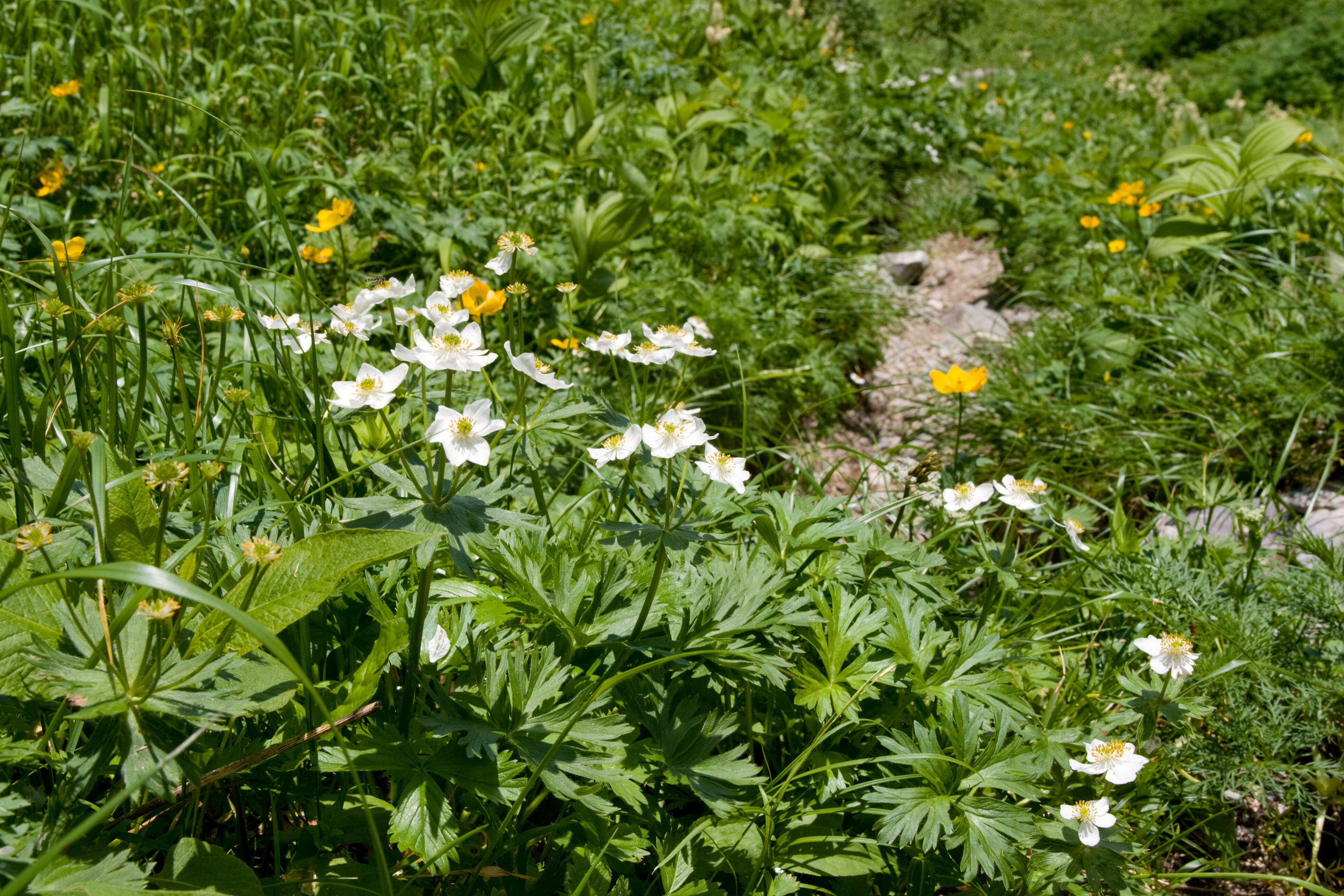 Imagem de Anemonastrum narcissiflorum subsp. narcissiflorum