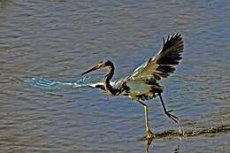 Image de Aigrette tricolore