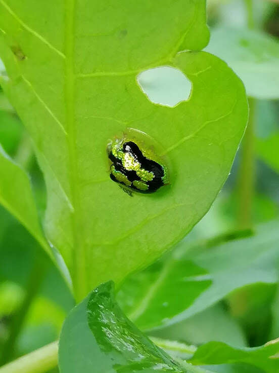 Image of Tortoise beetle