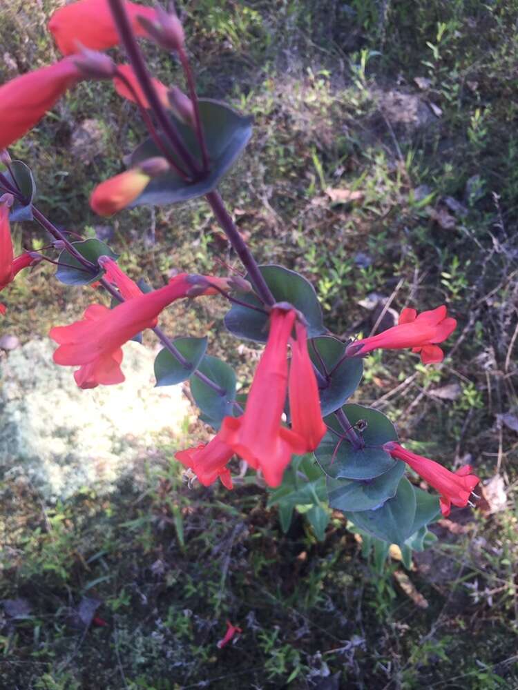 صورة Penstemon murrayanus Hook.