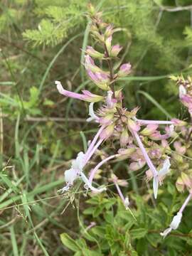 Image de Ocimum tubiforme (R. D. Good) A. J. Paton