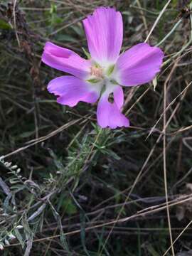 Image of Callirhoe involucrata var. tenuissima Palmer ex E. G. Baker