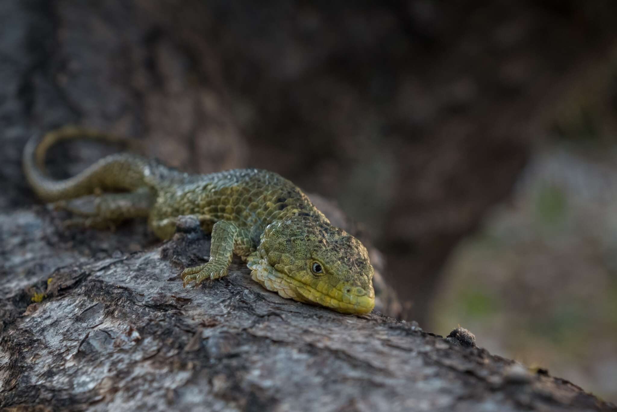 Image of Mixtecan Arboreal Alligator Lizard