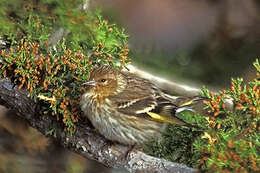 Image of Pine Siskin