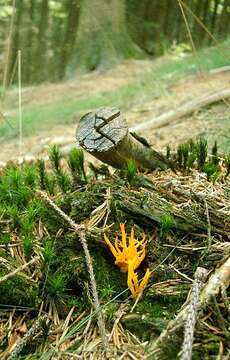 Image of Calocera viscosa (Pers.) Fr. 1821