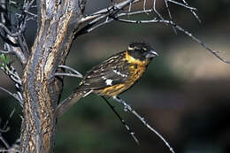 Image of Black-headed Grosbeak