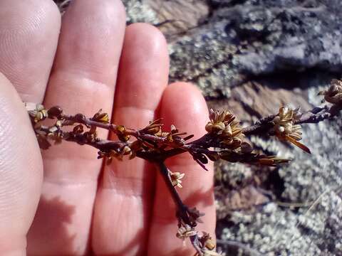 Image of Coprosma acerosa A. Cunn.