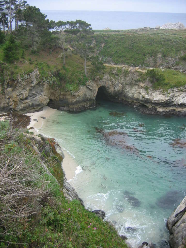 Image of Cedros Island Pine