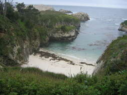 Image of Cedros Island Pine