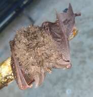 Image of Great Woolly Horsehoe Bat