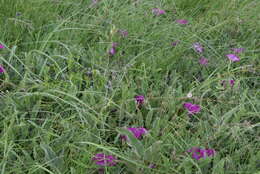 Image of Ipomoea pellita Hall. fil.