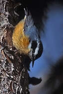 Imagem de Sitta canadensis Linnaeus 1766