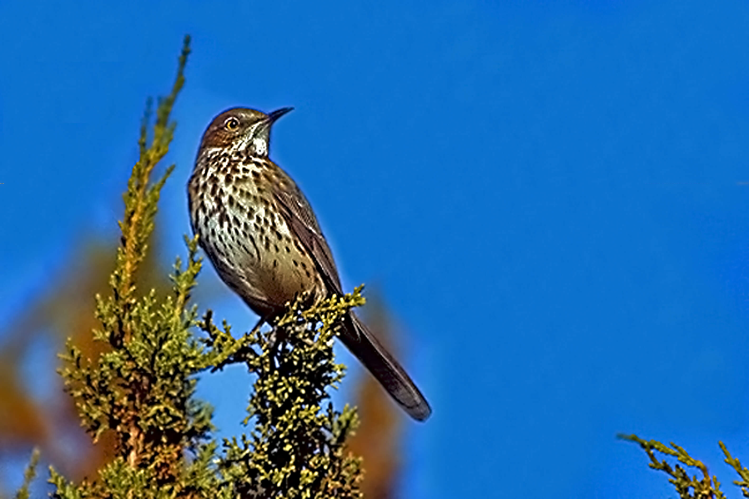 Image of Oreoscoptes Baird & SF 1858