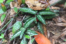 Image of Ardisia violacea (T. Suzuki) W. Z. Fang & K. Yao