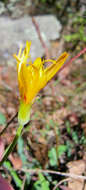 Image of mountain dwarfdandelion