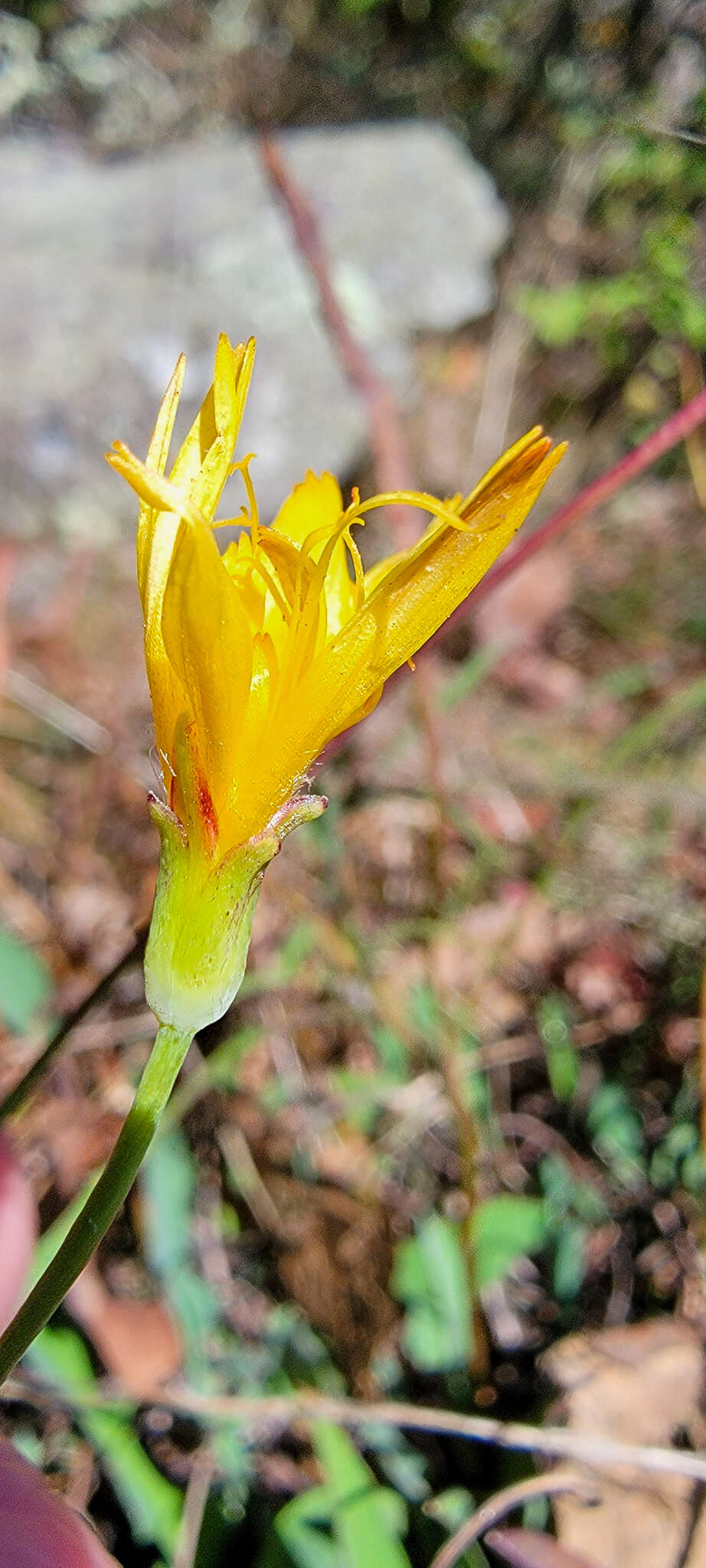 Image of mountain dwarfdandelion