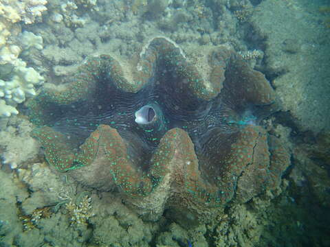 Image of Giant Clam