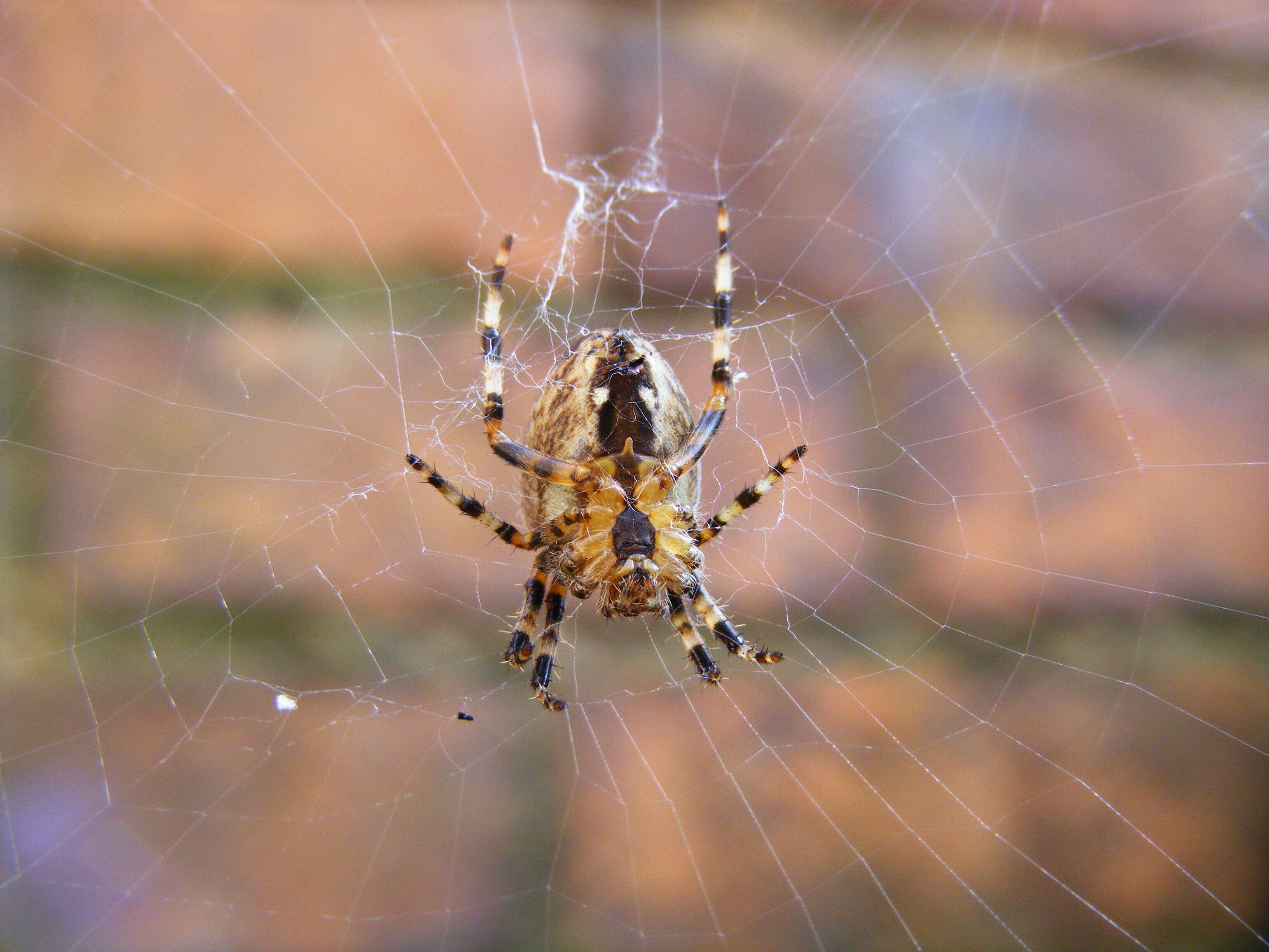 Image of Garden spider