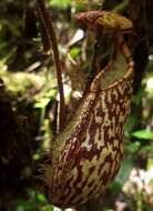 Image of Nepenthes spectabilis Danser