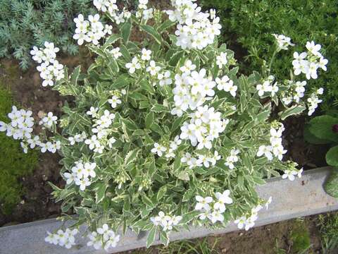 Image of Gray rockcress