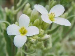 Image of Gray rockcress