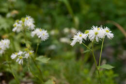 Image of bugbane