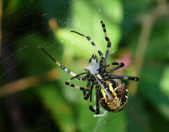 Image of Barbary Spider