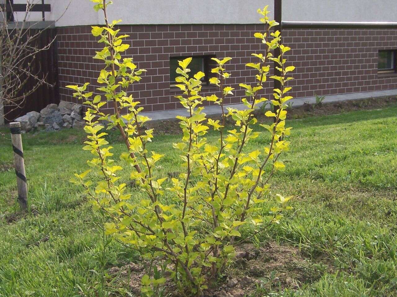 Physocarpus opulifolius (L.) Maxim. resmi