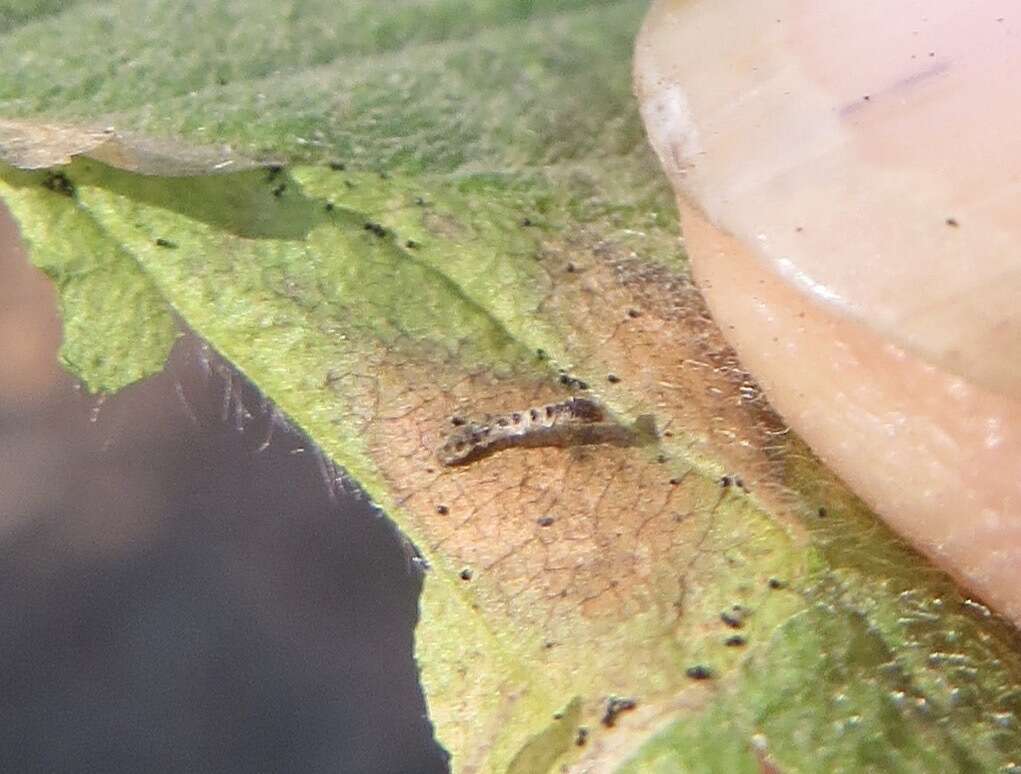 Phyllonorycter holodisci (Braun 1939) resmi