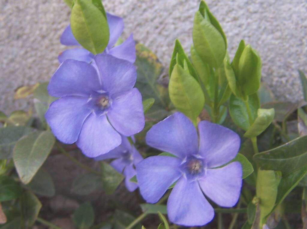 Image of Common Periwinkle