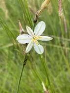 Plancia ëd Chlorophytum fasciculatum (Baker) Kativu