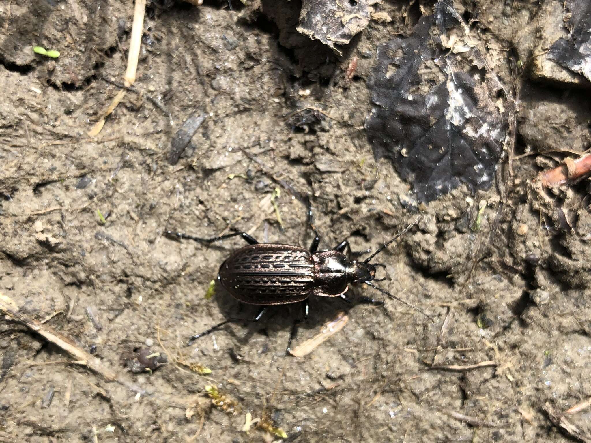 Imagem de Carabus (Homoeocarabus) maeander Fischer von Waldheim 1820