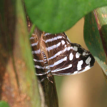 Image of Myscelia cyaniris Doubleday (1848)