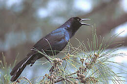 Image of Boat-tailed Grackle