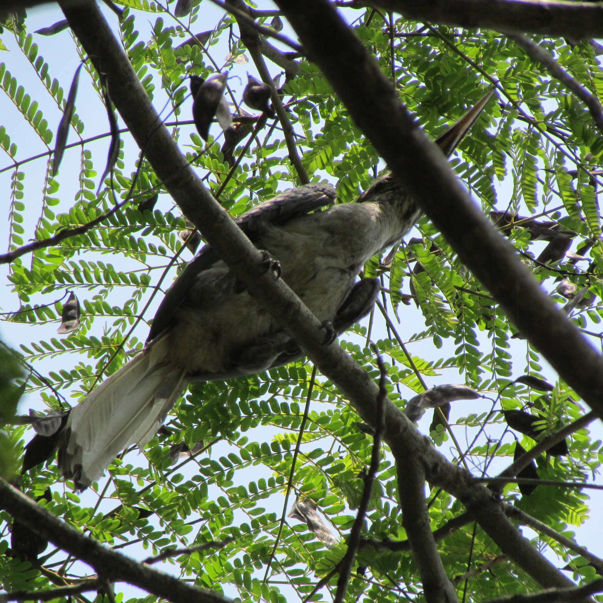 Image of Ceylon Grey-Hornbill