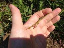 Imagem de Juncus coriaceus Mackenzie