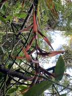 Image of Tillandsia standleyi L. B. Sm.