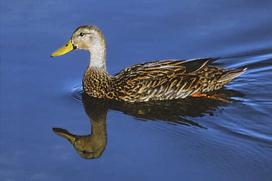 Image of Florida duck