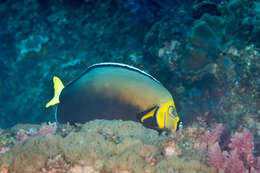 Image of Angelfish