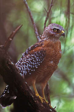 Image of Red-shouldered Hawk