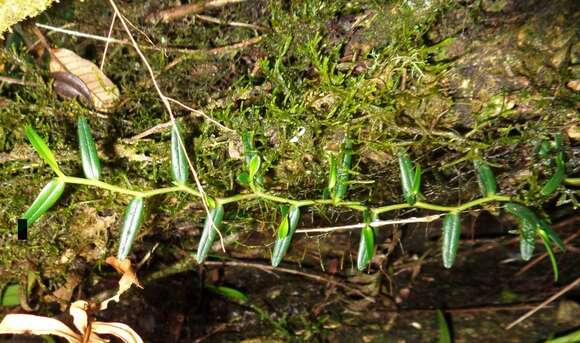 Image of Epidendrum repens Cogn.