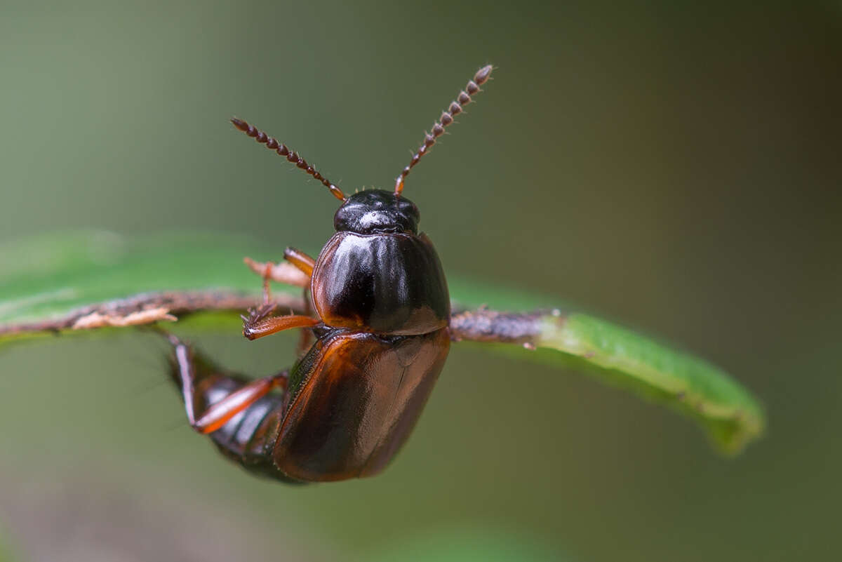 Image of Tachinus (Tachinus) proximus Kraatz 1855