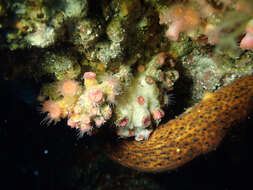 Image of encrusting star coral