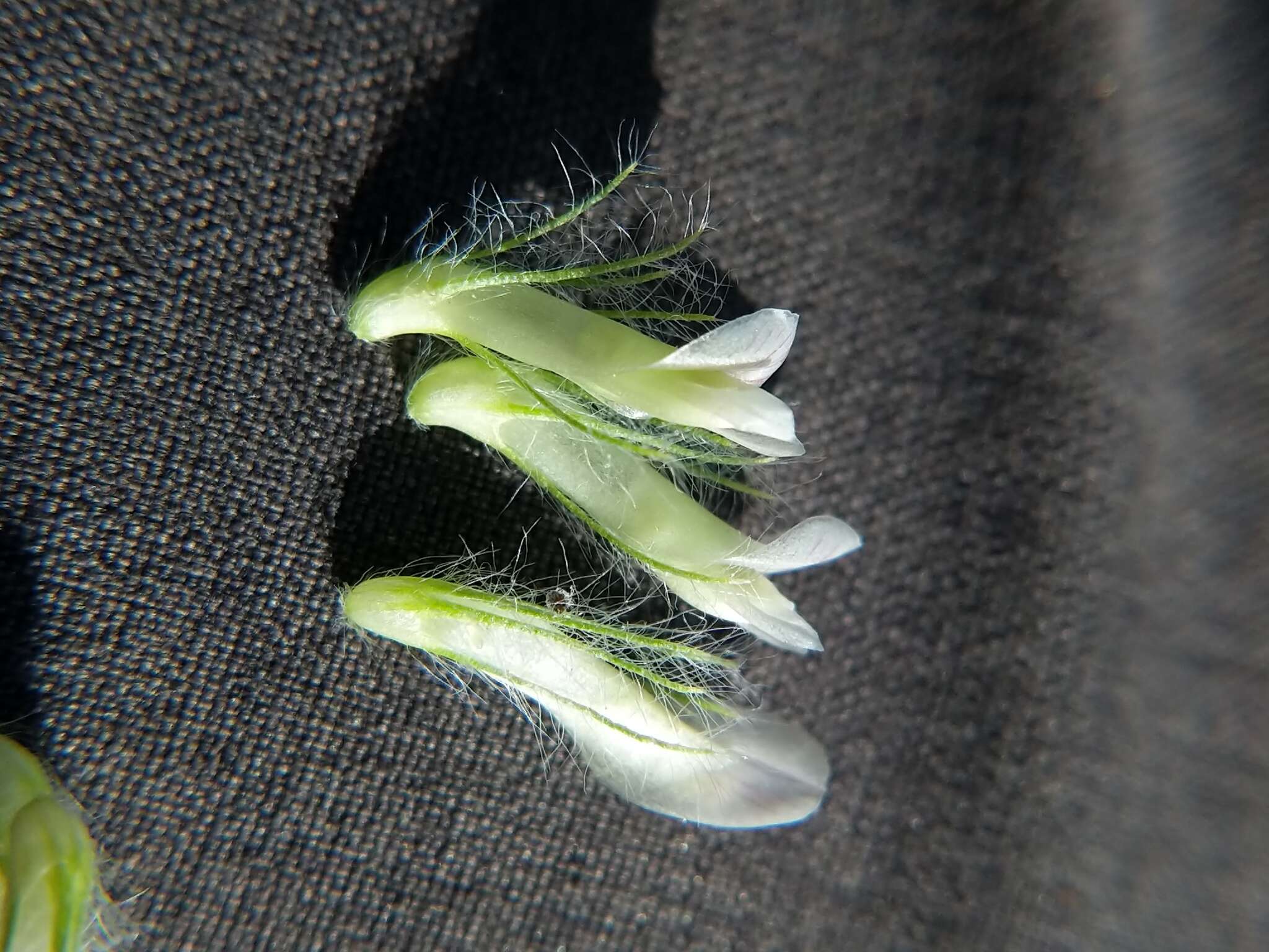 Image de Trifolium eriocephalum Torr. & A. Gray