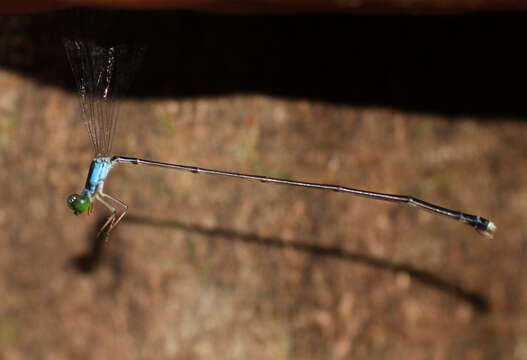 Amphicnemis platystyla Lieftinck 1953 resmi